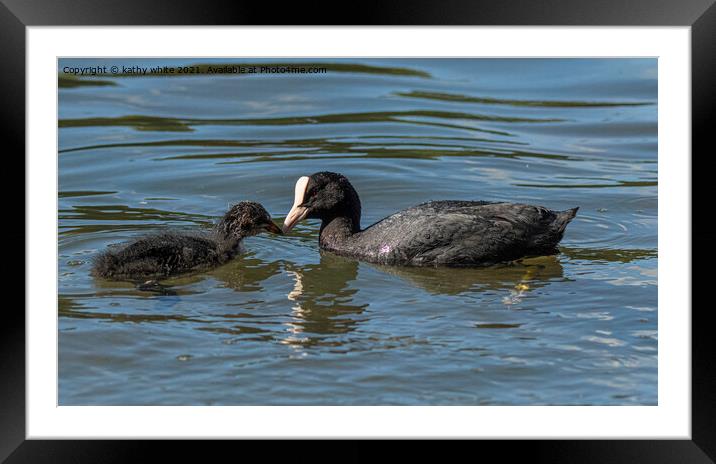 A mother Coot feeding her baby chick Framed Mounted Print by kathy white