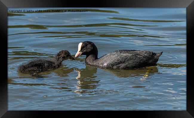 A mother Coot feeding her baby chick Framed Print by kathy white