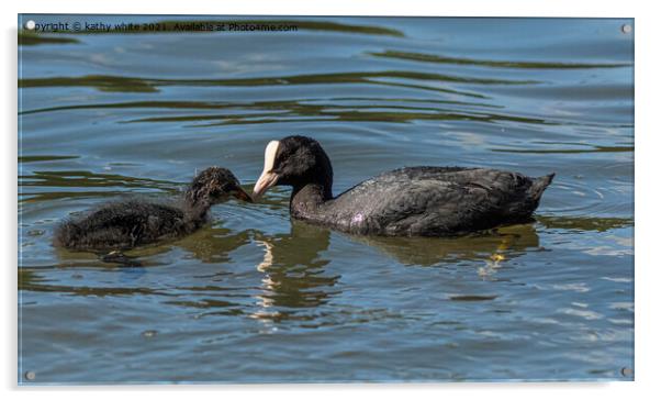 A mother Coot feeding her baby chick Acrylic by kathy white