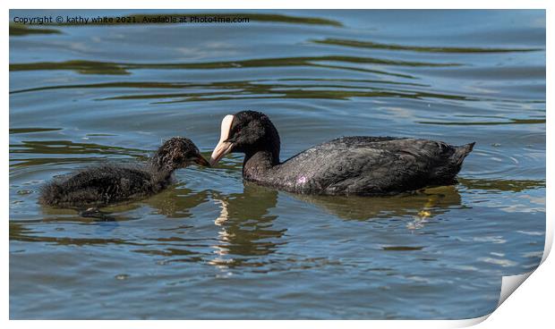 A mother Coot feeding her baby chick Print by kathy white