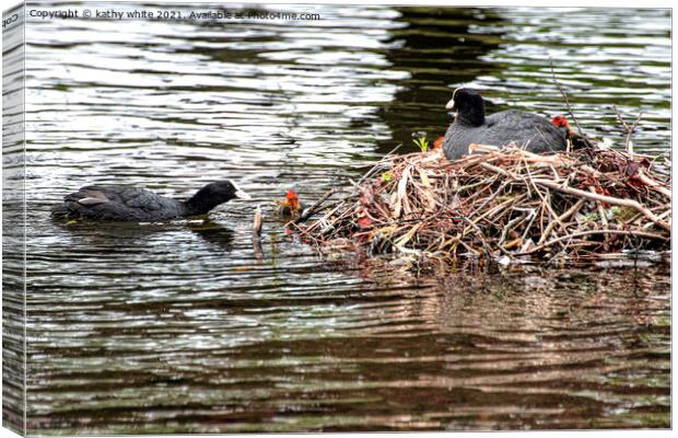  Baby Coot leaving the nest Canvas Print by kathy white