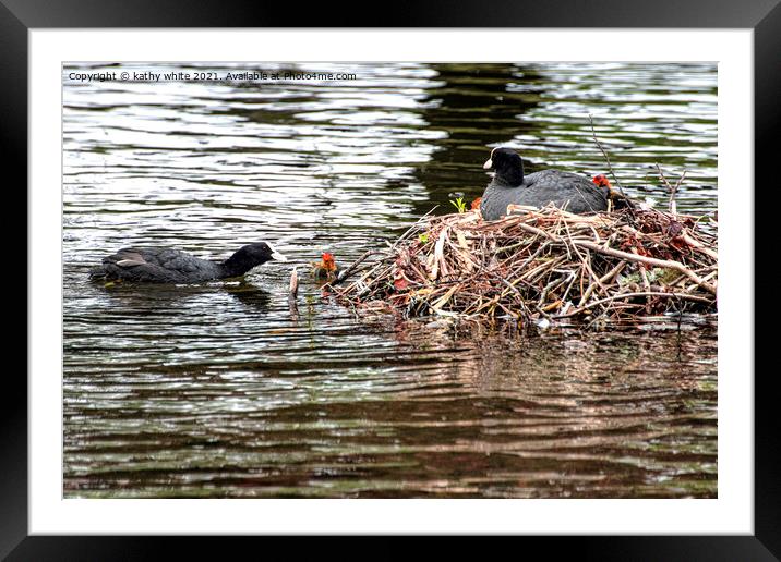  Baby Coot leaving the nest Framed Mounted Print by kathy white