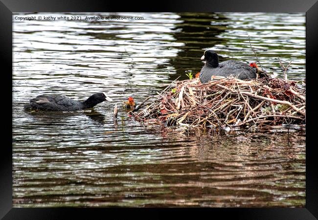  Baby Coot leaving the nest Framed Print by kathy white