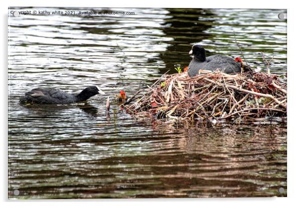  Baby Coot leaving the nest Acrylic by kathy white