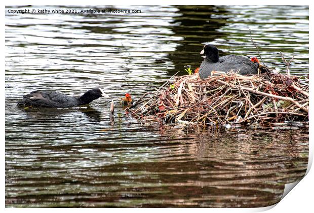  Baby Coot leaving the nest Print by kathy white