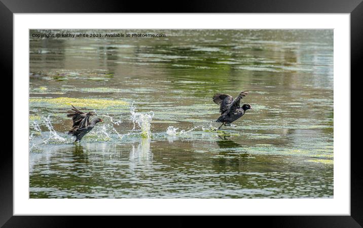 Moorhen  chasing  a Coot on the water Framed Mounted Print by kathy white