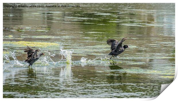 Moorhen  chasing  a Coot on the water Print by kathy white