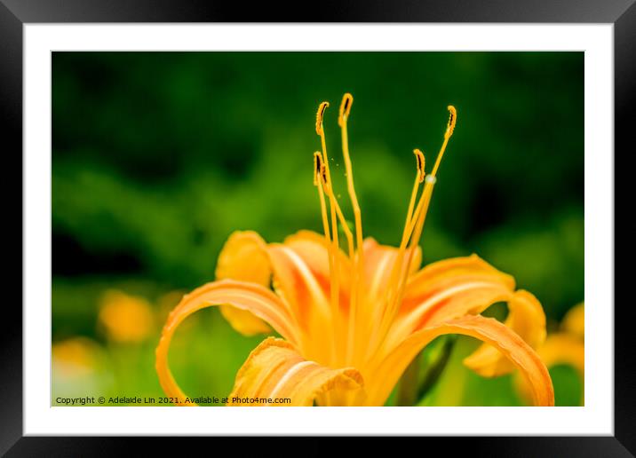 Fresh Daylily Framed Mounted Print by Adelaide Lin