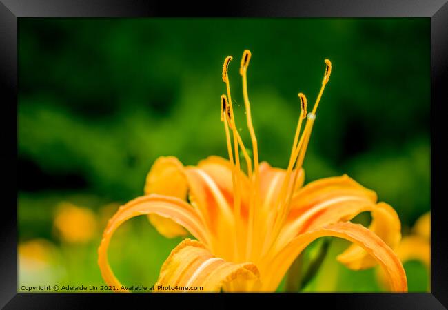 Fresh Daylily Framed Print by Adelaide Lin