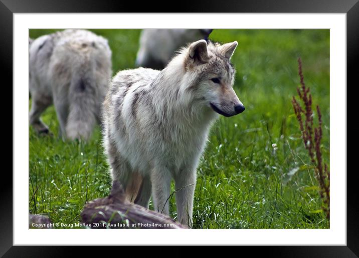 Arctic Wolves Framed Mounted Print by Doug McRae