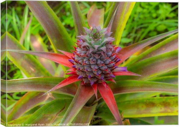 Flowering Pineapple Canvas Print by Margaret Ryan