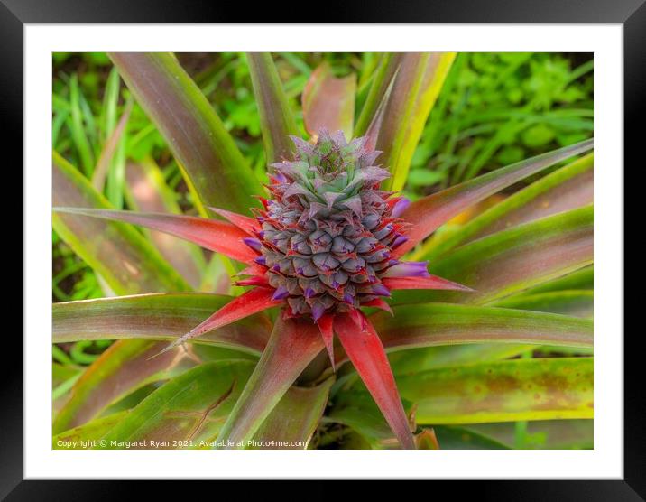 Flowering Pineapple Framed Mounted Print by Margaret Ryan