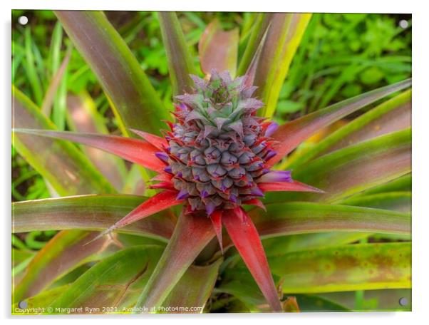 Flowering Pineapple Acrylic by Margaret Ryan