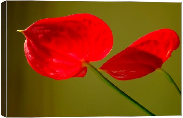 Red on Green Canvas Print by Richard Downs