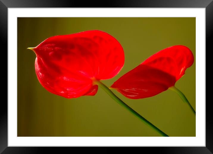 Red on Green Framed Mounted Print by Richard Downs