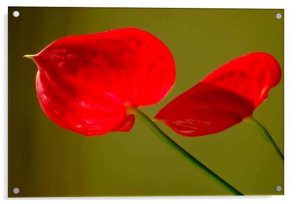 Red on Green Acrylic by Richard Downs