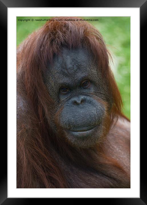 Orangutan Mother Portrait Framed Mounted Print by rawshutterbug 