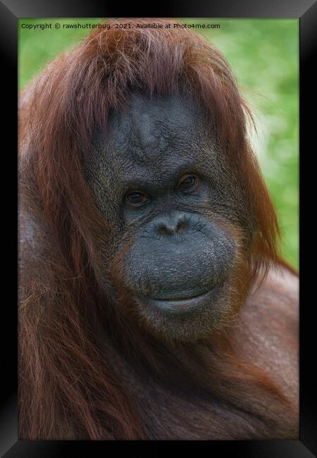 Orangutan Mother Portrait Framed Print by rawshutterbug 