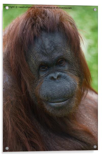 Orangutan Mother Portrait Acrylic by rawshutterbug 