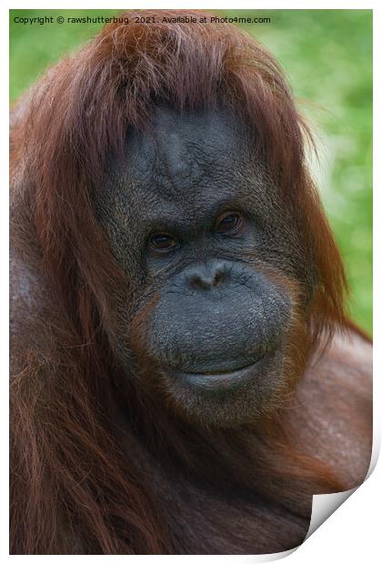 Orangutan Mother Portrait Print by rawshutterbug 