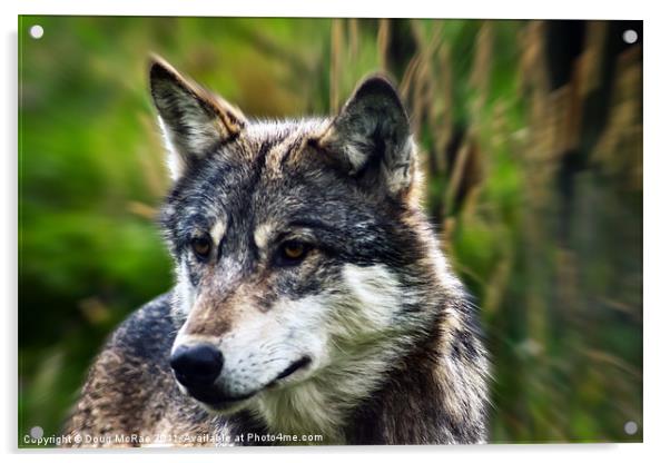 Wolf Acrylic by Doug McRae
