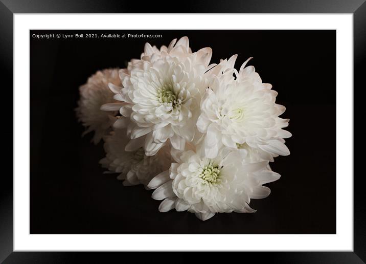 White Chrysanthemums Framed Mounted Print by Lynn Bolt
