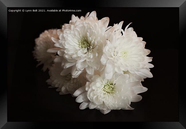 White Chrysanthemums Framed Print by Lynn Bolt