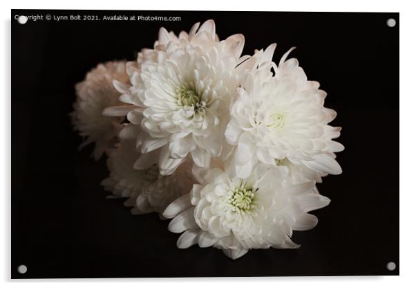 White Chrysanthemums Acrylic by Lynn Bolt