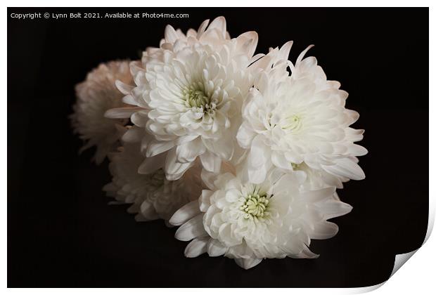 White Chrysanthemums Print by Lynn Bolt
