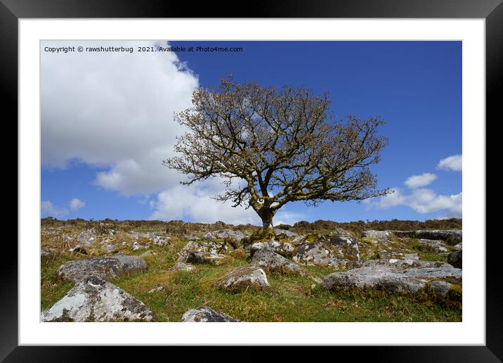 Wistman's Wood Single Tree Framed Mounted Print by rawshutterbug 