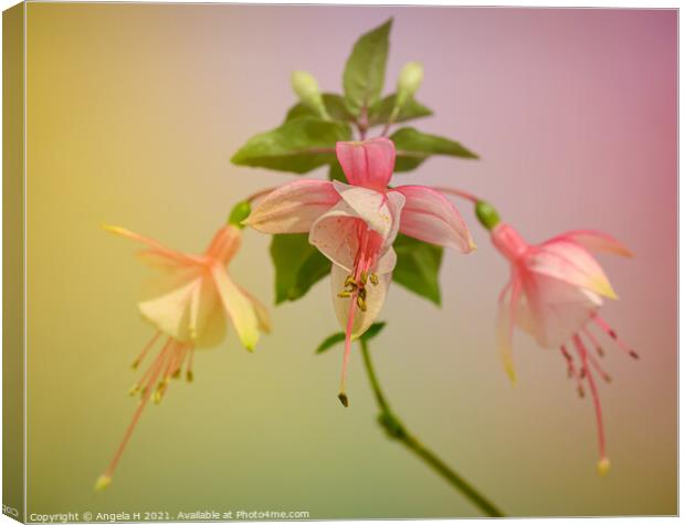 Fuchsia Canvas Print by Angela H