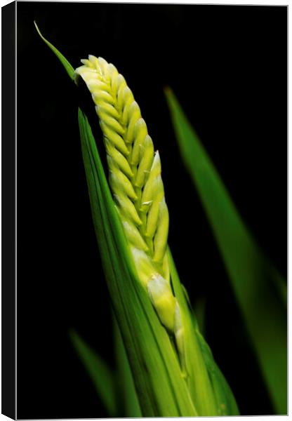 Cobra Lily on black Canvas Print by Neil Overy