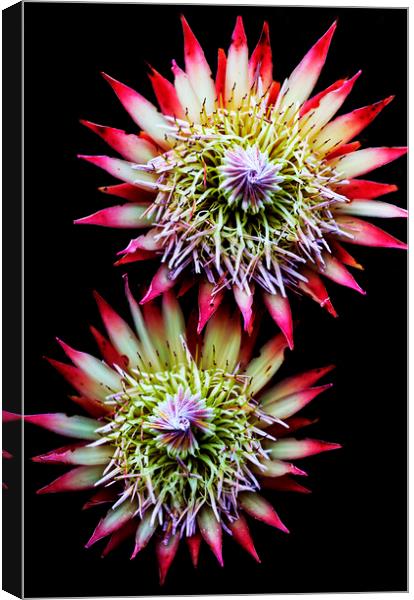 King Protea Flower on black 2 Canvas Print by Neil Overy