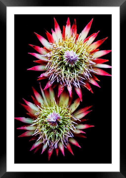 King Protea Flower on black 2 Framed Mounted Print by Neil Overy