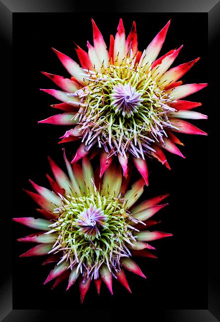 King Protea Flower on black 2 Framed Print by Neil Overy