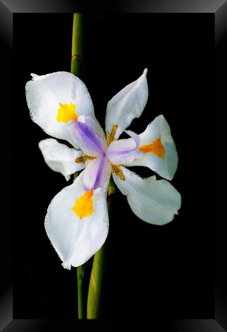 Wild Iris Flower on black Framed Print by Neil Overy