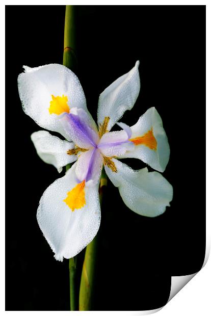 Wild Iris Flower on black Print by Neil Overy