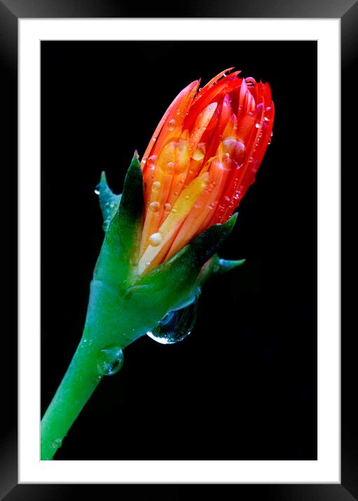 Golden ice plant bud on black Framed Mounted Print by Neil Overy