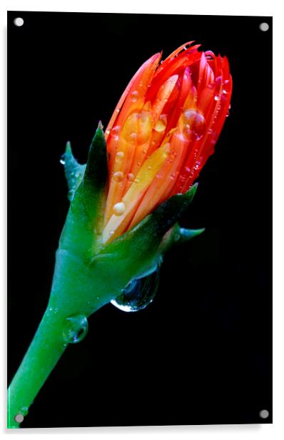 Golden ice plant bud on black Acrylic by Neil Overy
