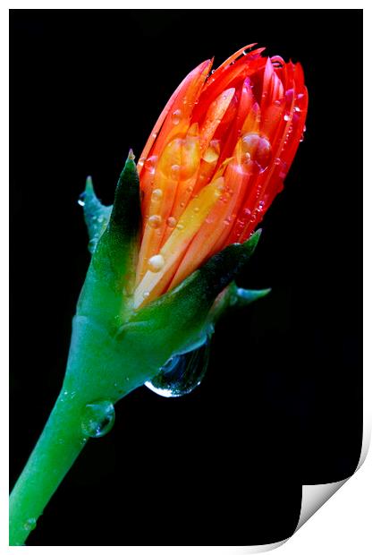 Golden ice plant bud on black Print by Neil Overy
