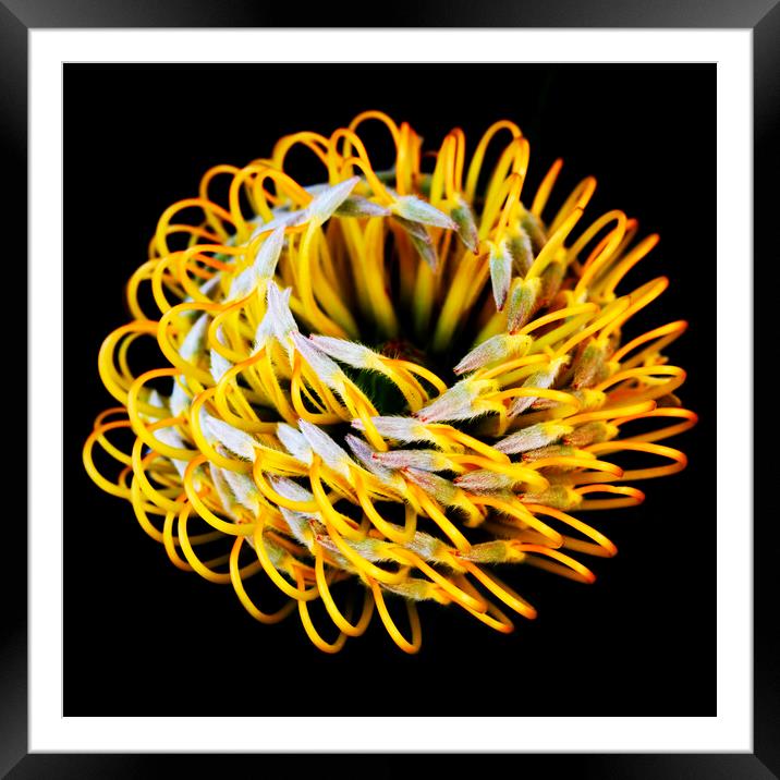 Catherine-Wheel Pincushion Protea on black 2 Framed Mounted Print by Neil Overy