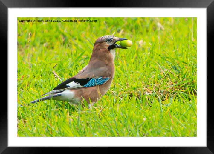 Jay bird,  on the grass with a acorn Framed Mounted Print by kathy white