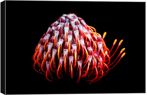 Pincushion Protea Glabrum on black 2 Canvas Print by Neil Overy