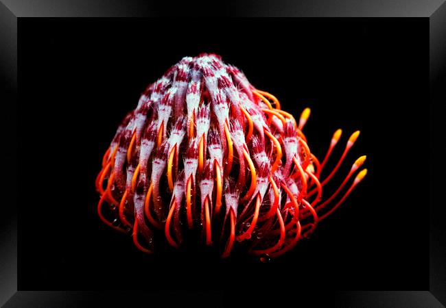 Pincushion Protea Glabrum on black 2 Framed Print by Neil Overy