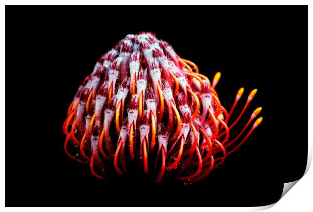 Pincushion Protea Glabrum on black 2 Print by Neil Overy