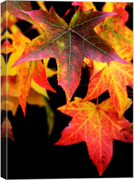 Maple Leaves on black Canvas Print by Neil Overy