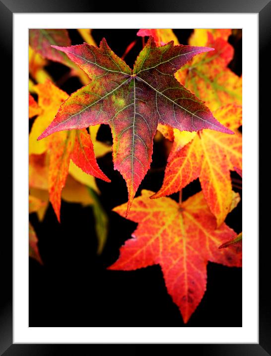Maple Leaves on black Framed Mounted Print by Neil Overy