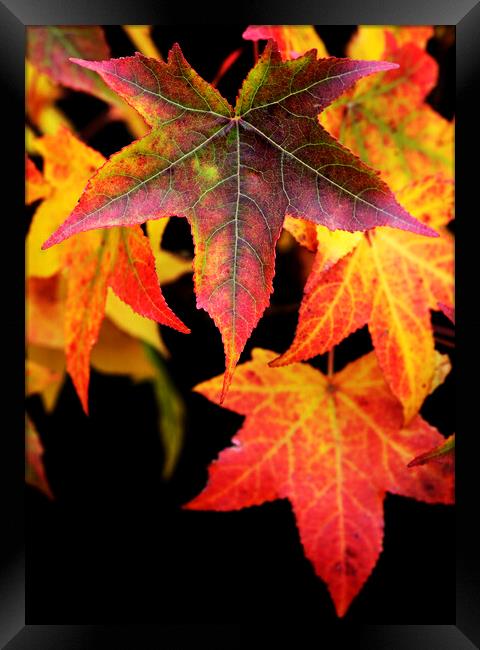 Maple Leaves on black Framed Print by Neil Overy