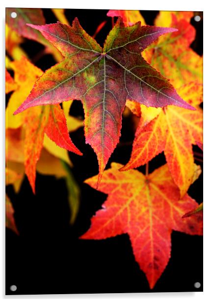 Maple Leaves on black Acrylic by Neil Overy