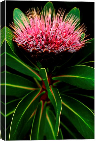 Sugarbush Protea Flower on black 3 Canvas Print by Neil Overy